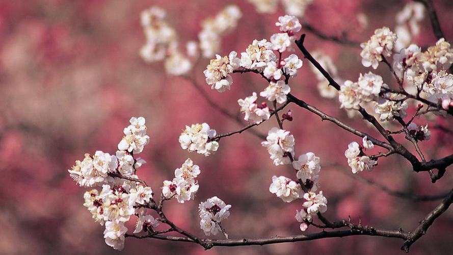 清新迷人的杏花唯美花卉高清图片分享!
