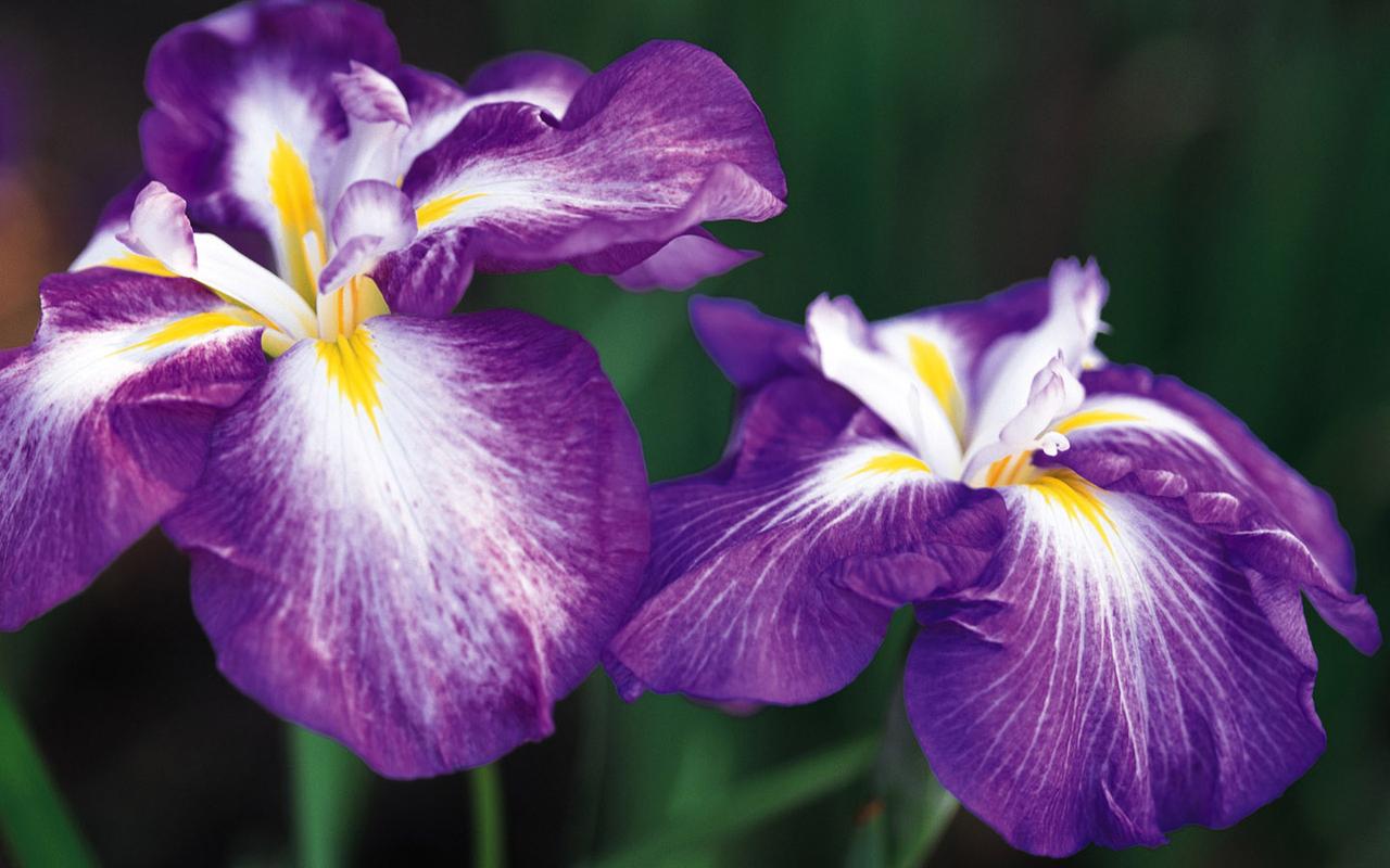 紫色鲜花图片 花卉,花朵,花瓣,花的特写,鲜花
